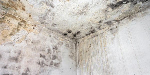 Rehabilitación y Restauración de Fachadas en Hospitalet de Llobregat · Pintura Antihumedad / Antimoho para Humedades / Moho